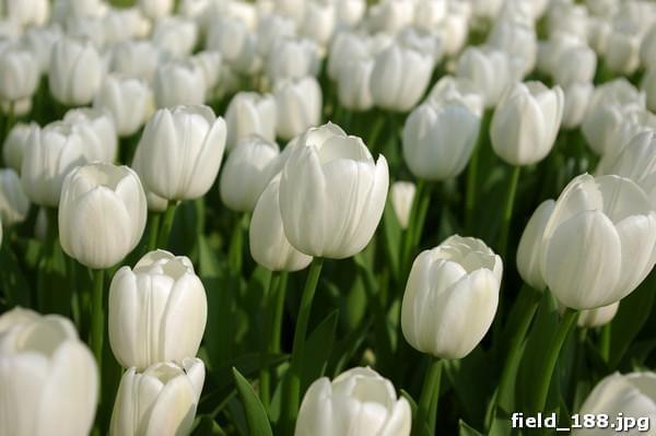 Цветы белых тюльпанов