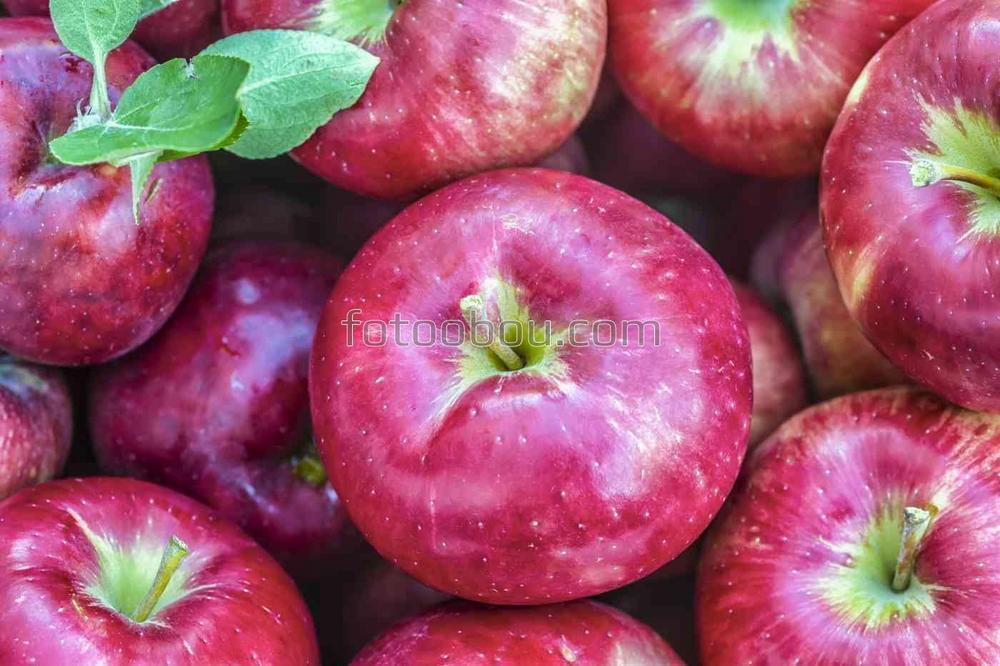 Урожай розовых яблок