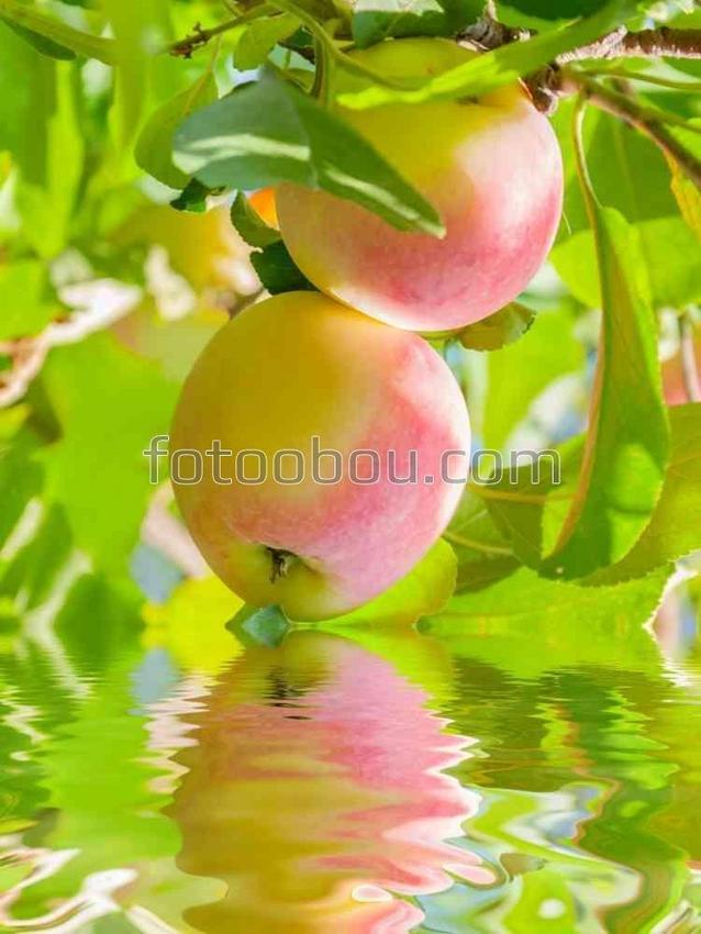 Розовые яблочки над водой