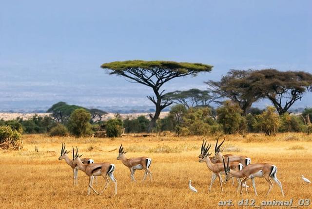 Антилопы на фоне акации