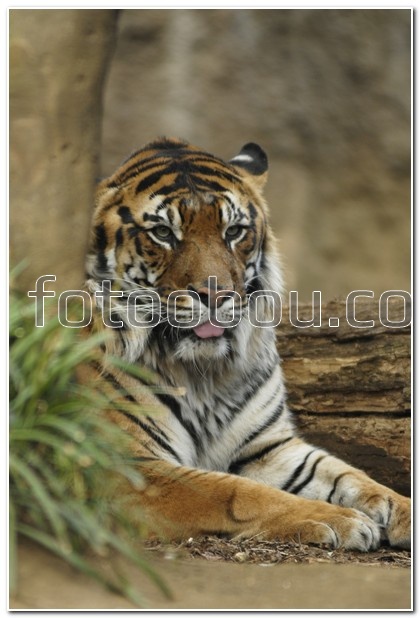 Тигр за деревом