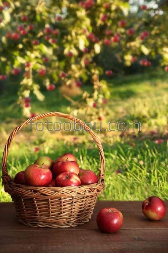 Натюрморт с яблоками и корзиной