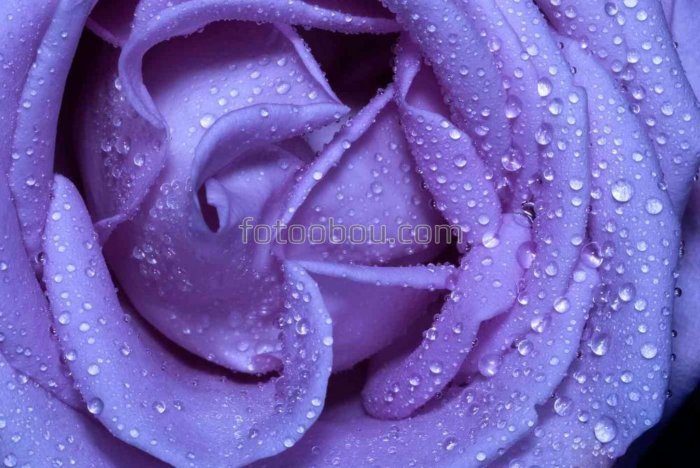 Роса на фиолетовой розе
