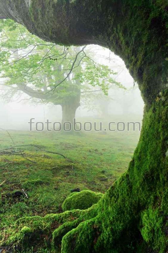 Стволы древних деревьев