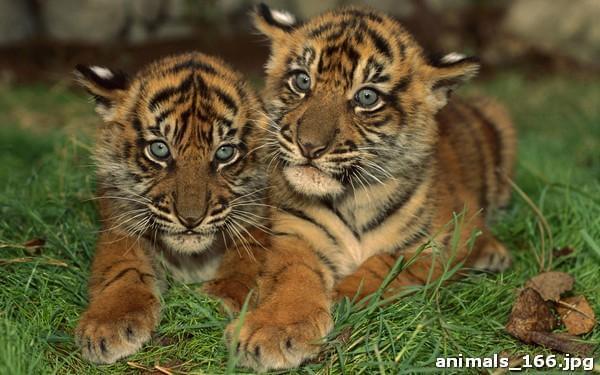 Милые маленькие тигрята
