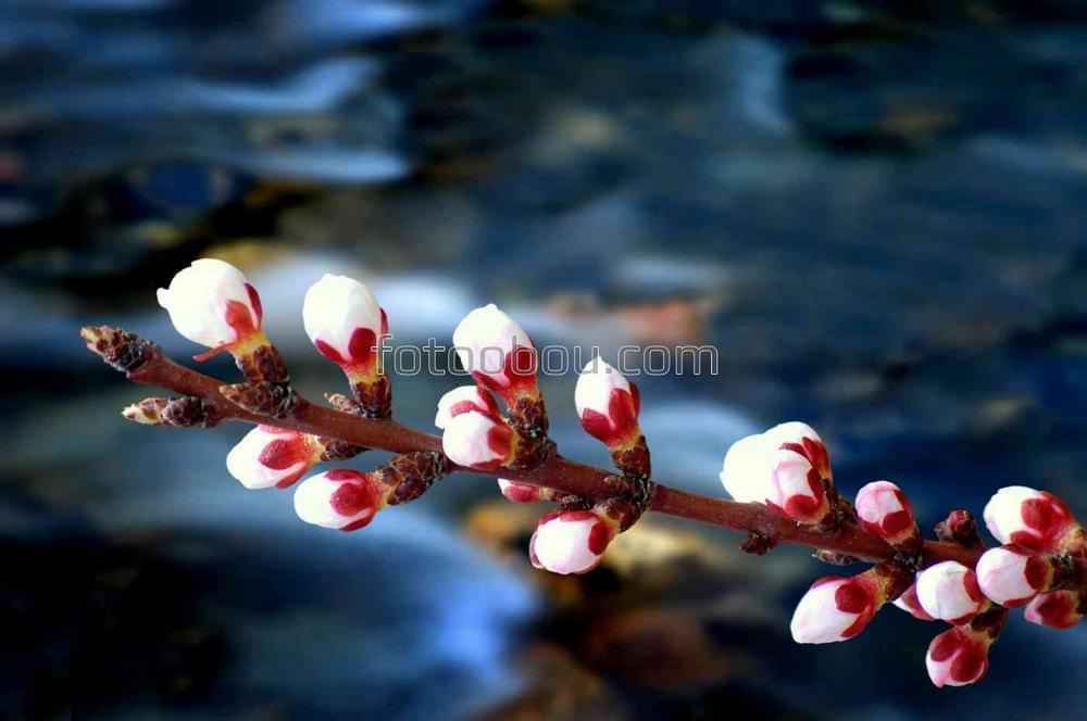 Цвет вишни на фоне реки