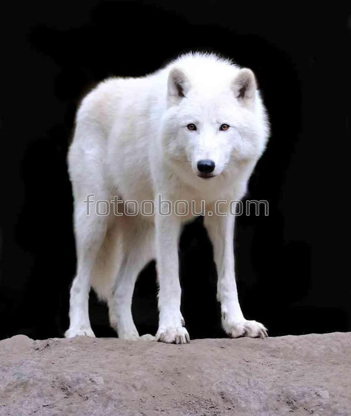 Белый дикий волк