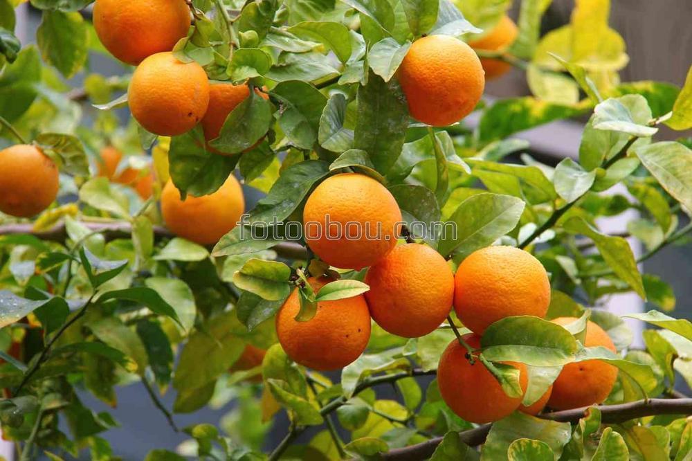 Апельсиновое дерево с фруктами
