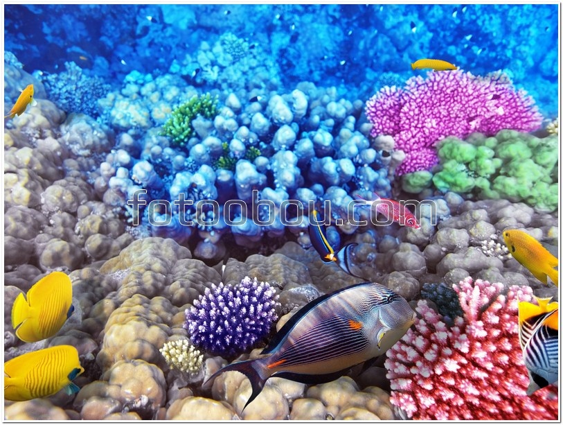 Разноцветные кораллы 