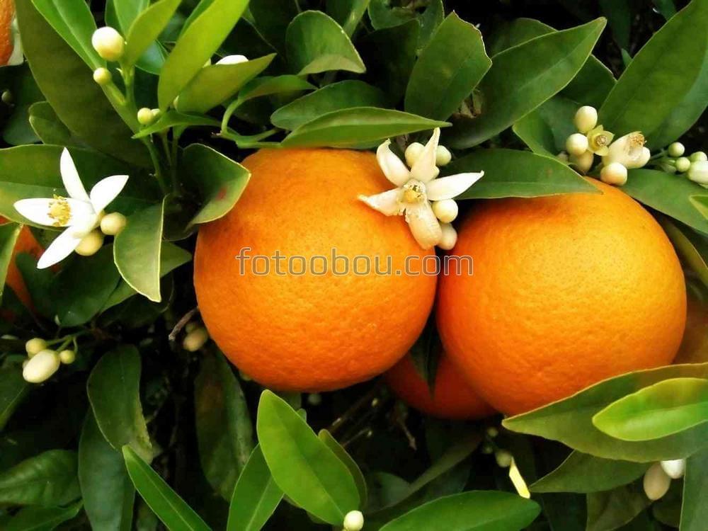 Два спелых апельсина на ветке