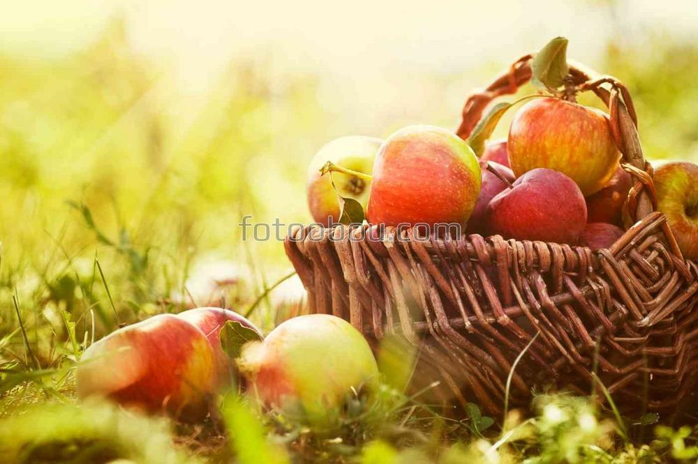 Свежие яблоки в плетеной корзине