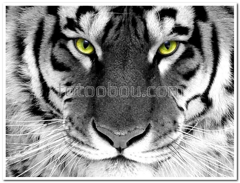 Черно-белый тигр с зелеными глазами