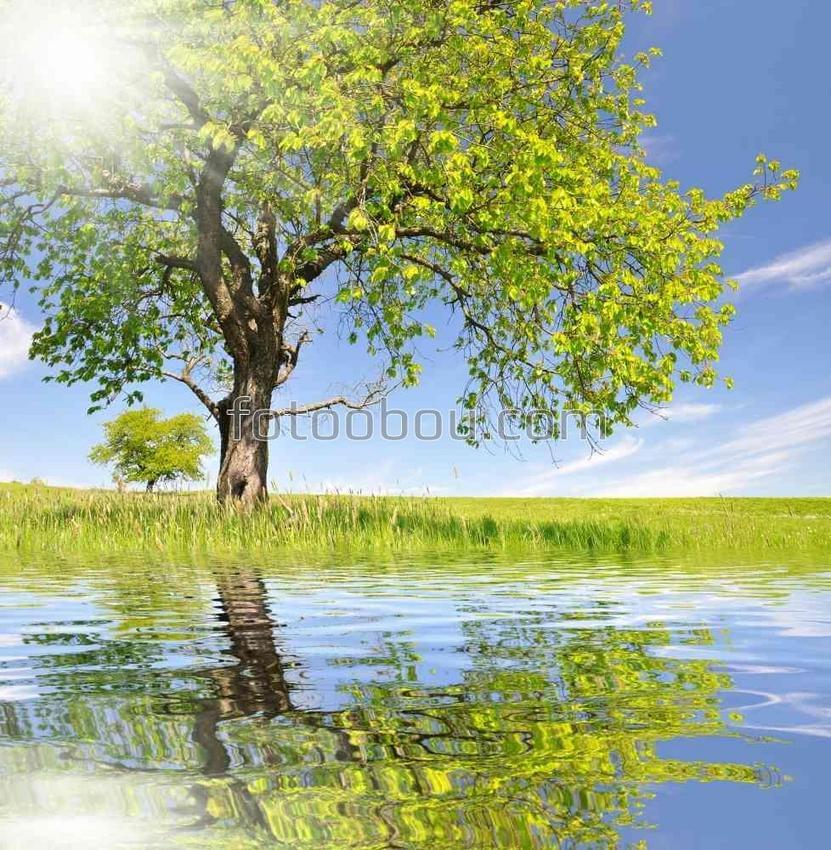 Дерево на берегу пруда
