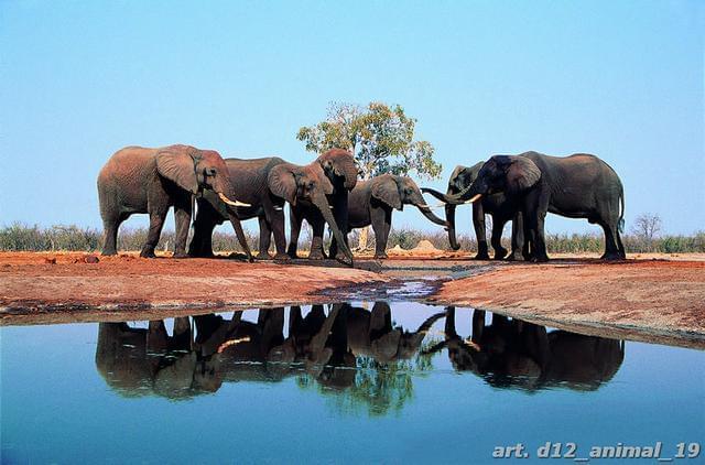 Стадо слонов на водопое