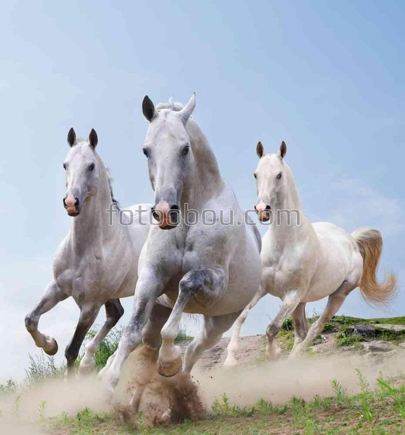 Галоп трех лошадей