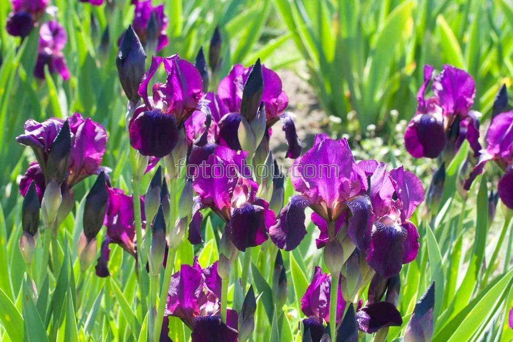 Фиолетовые ирисы в поле