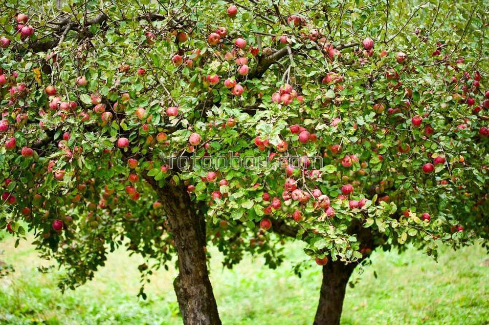 Спелые яблоки на маленькой яблоне