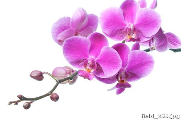 Ветка цветущей орхидеи