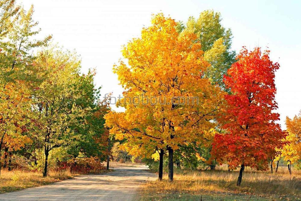 Разноцветные осенние деревья