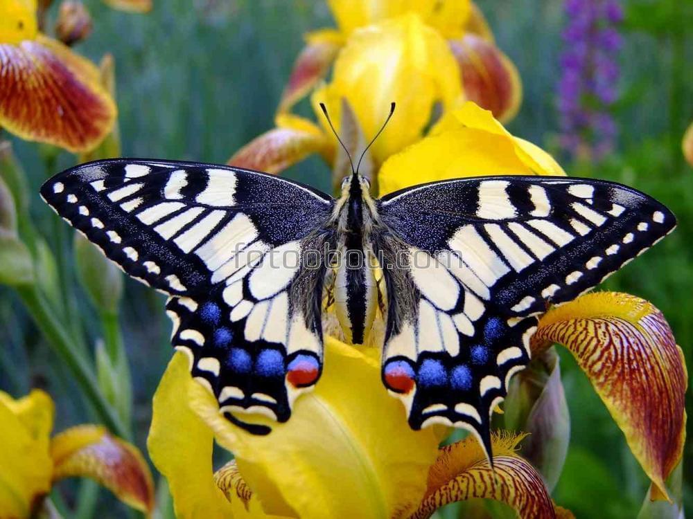 Бабочка на экзотическом цветке