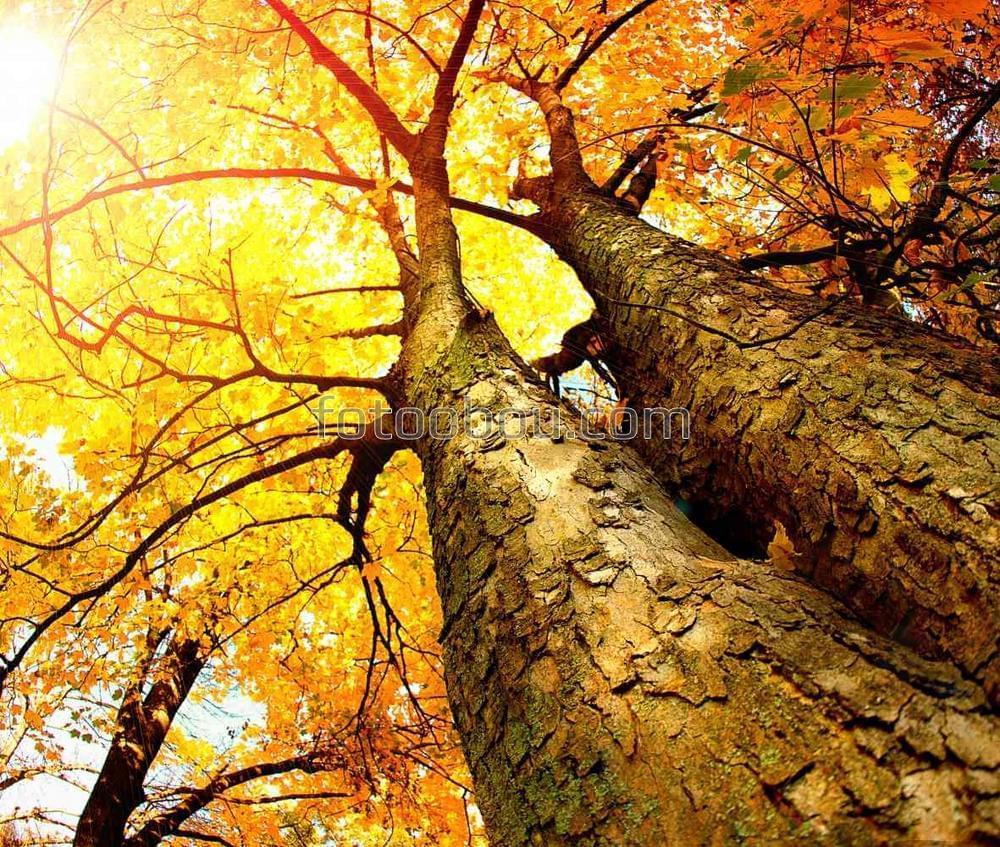 Осенний наряд старых деревьев