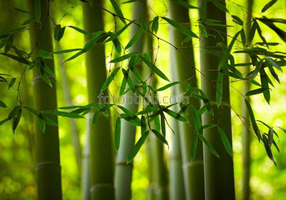 Бамбуковый густой лес