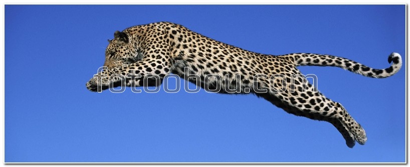 Леопард в прыжке