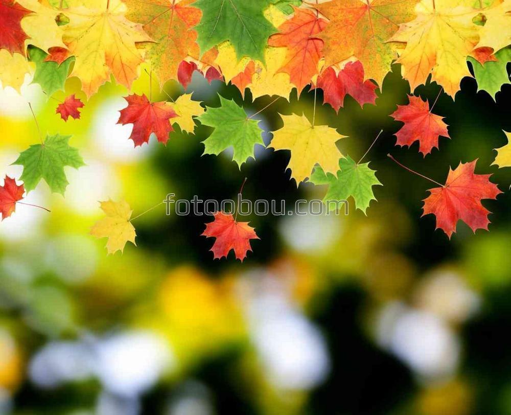 Золотистые осенние листья