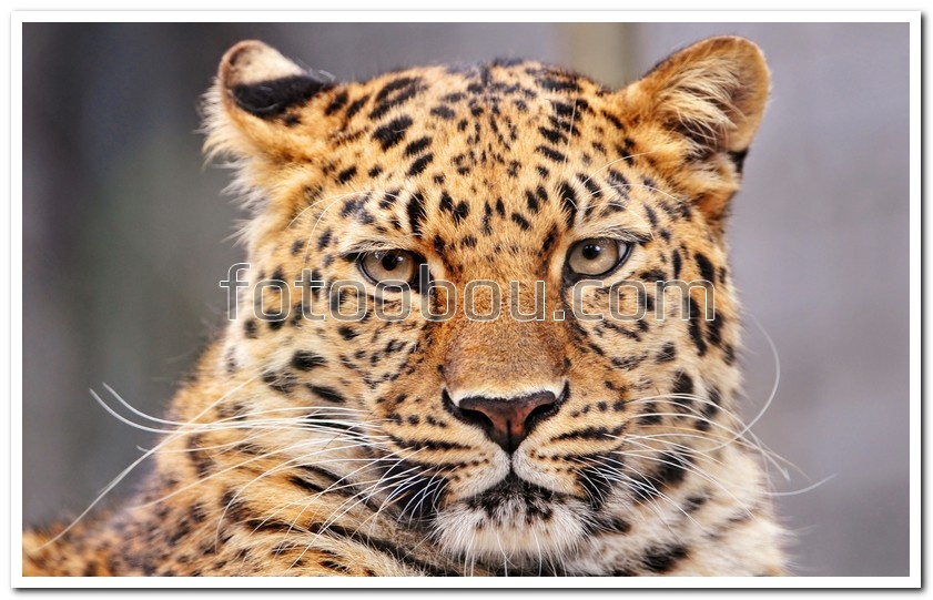 Самка леопарда