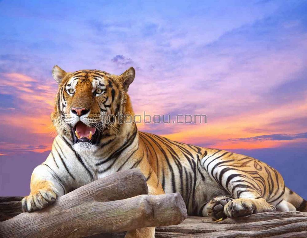 Гордый тигр в лучах заходящего солнца