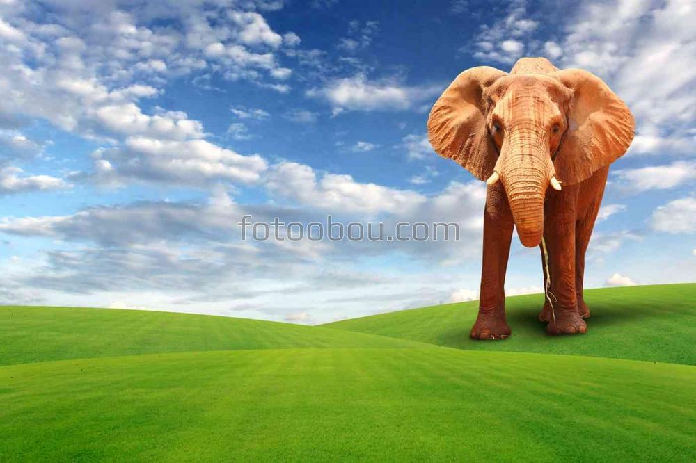 Одинокий слон на поле