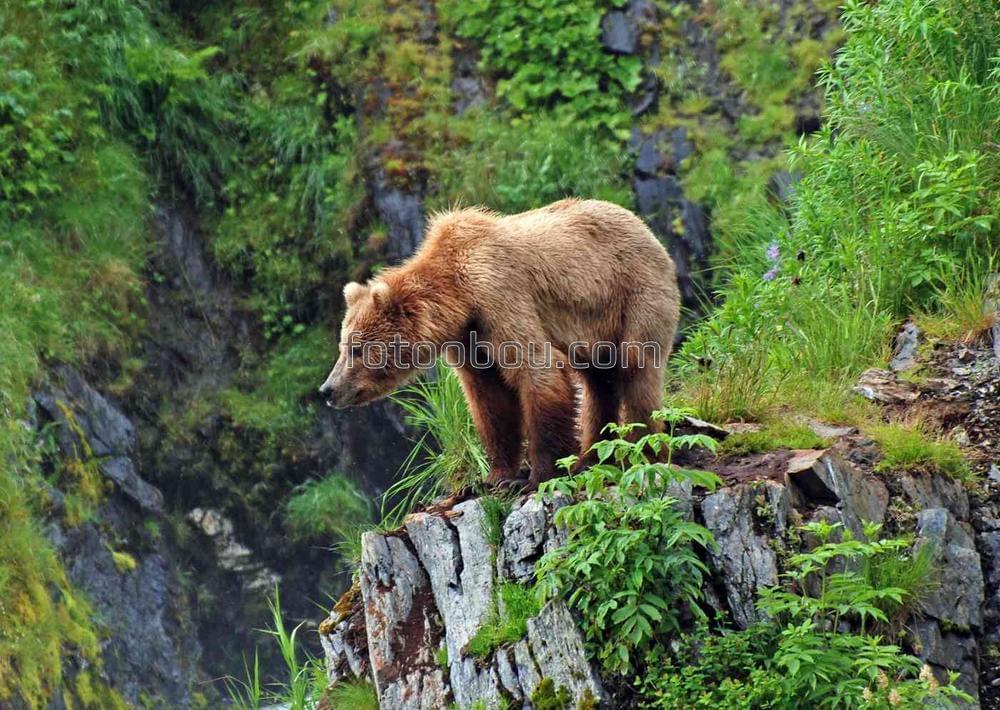 Медведь на краю скалы