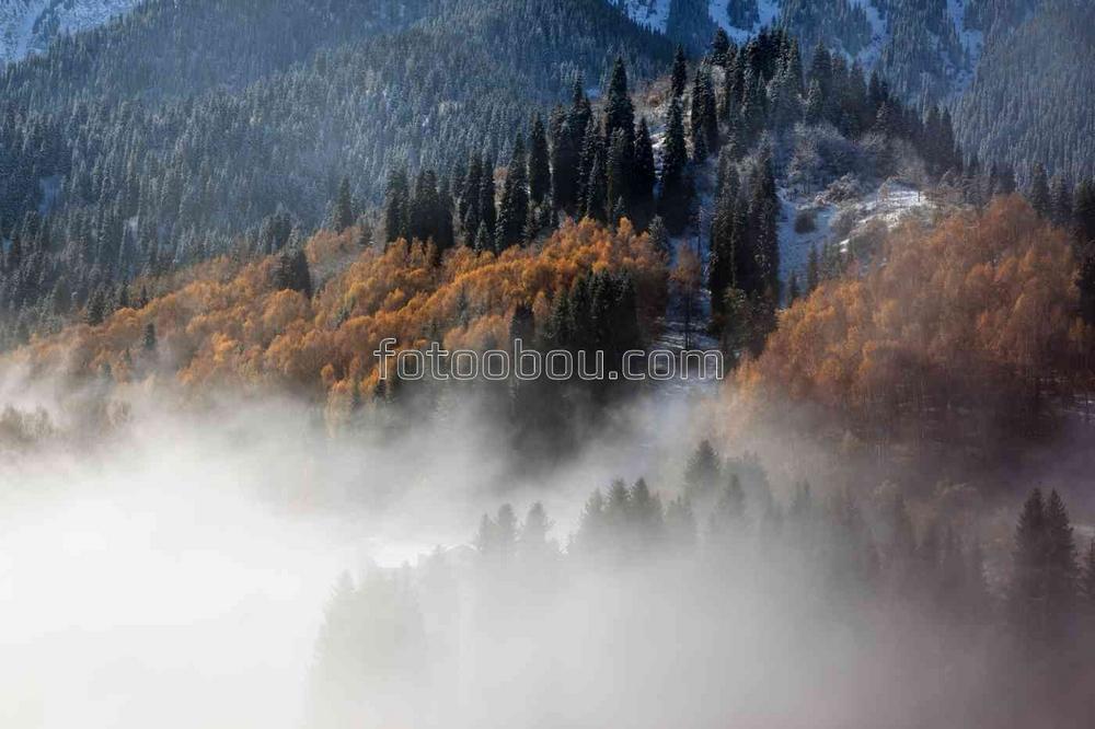 Густой туман в горных лесах