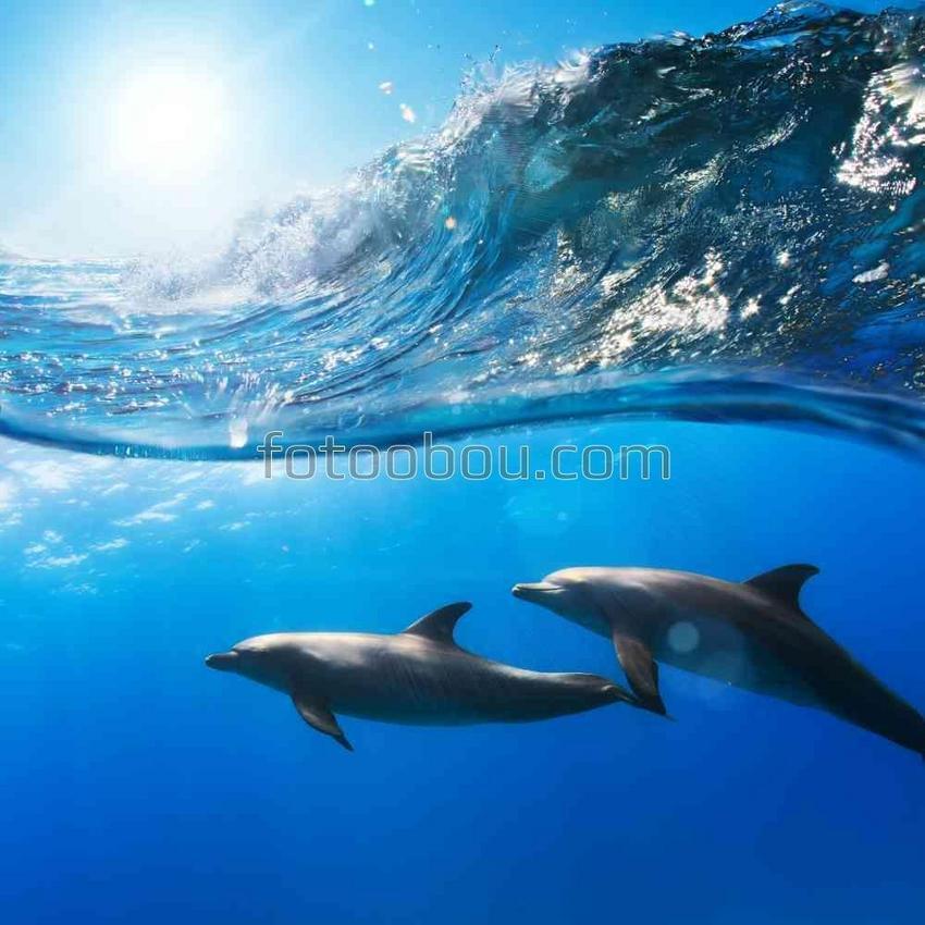 Дельфины под волной