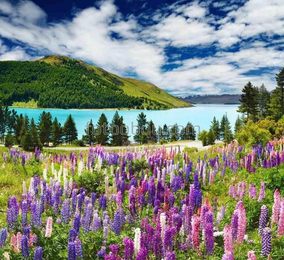 Озеро и цветы, Новая Зеландия