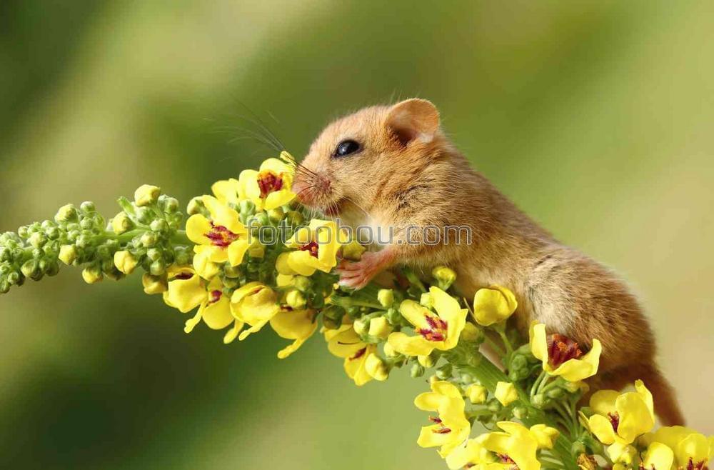 Полевая мышка на цветочке