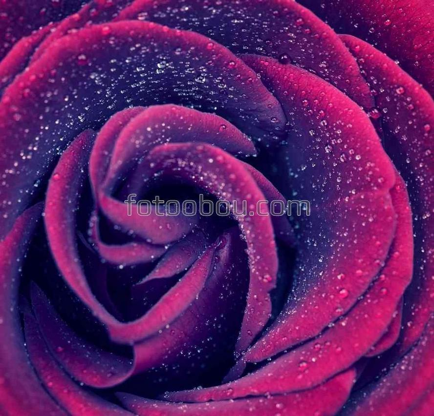 Темно-фиолетовая роза