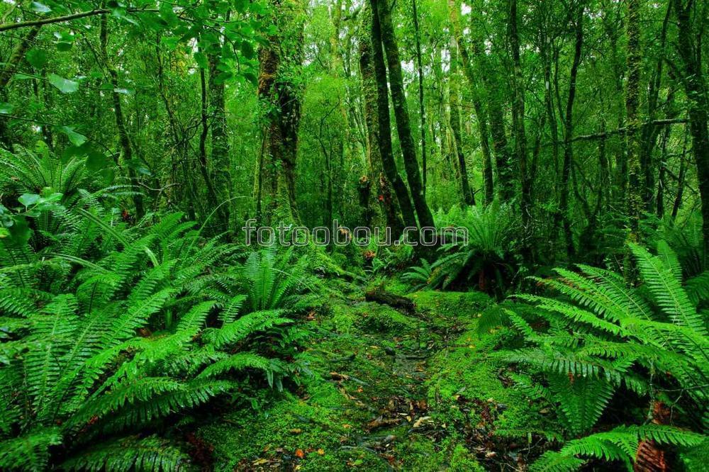 Путь в тропическом лесу