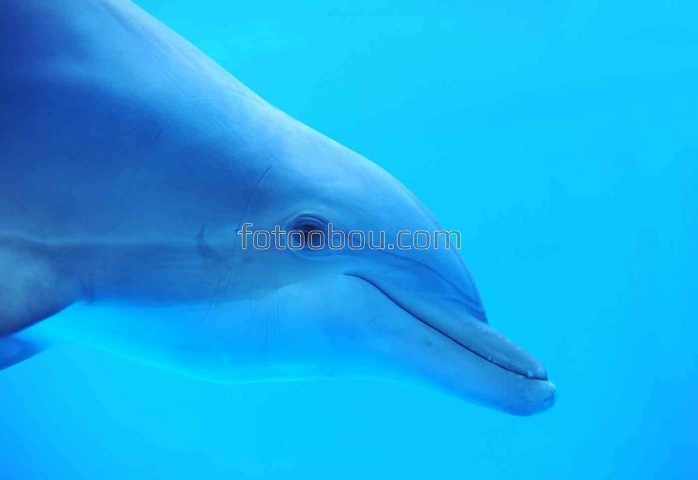 Дельфин в морских глубинах