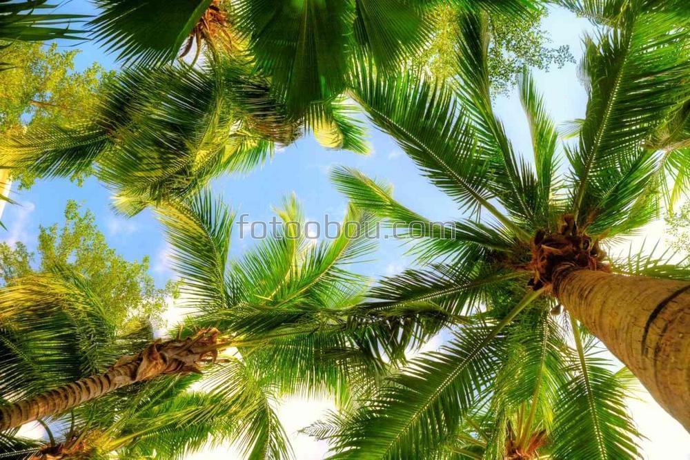 Пальмовое дерево на фоне неба