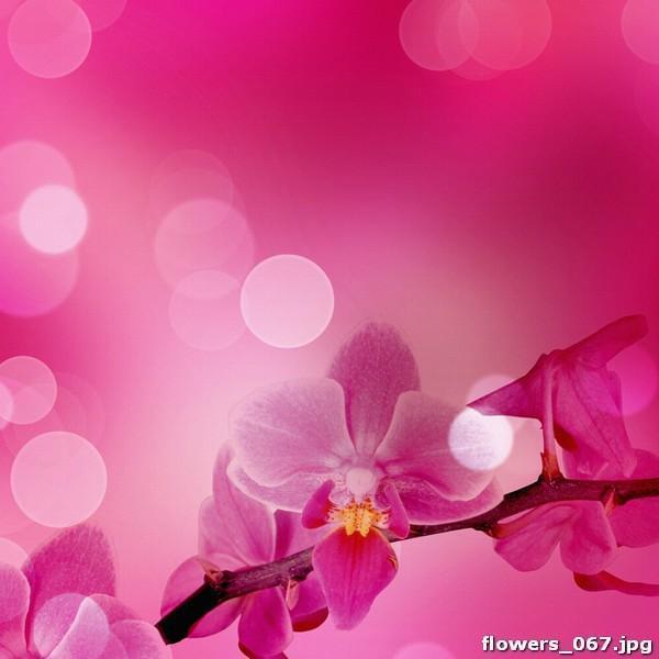 Орхидея в переливах розового