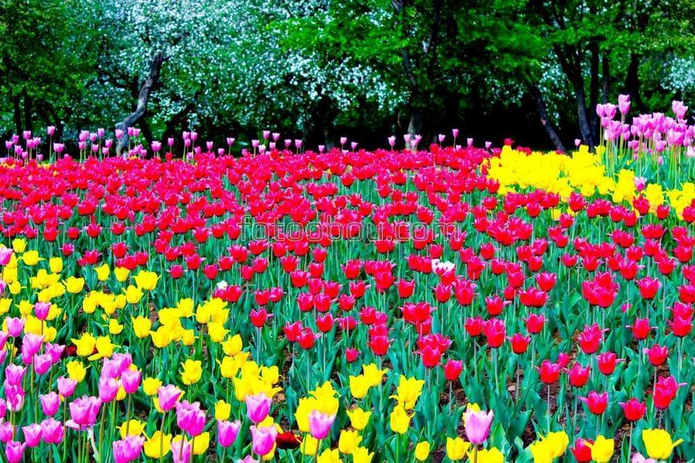 Яркое поле тюльпанов