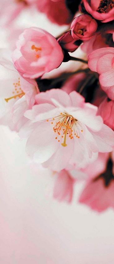 Нежные цветы персика