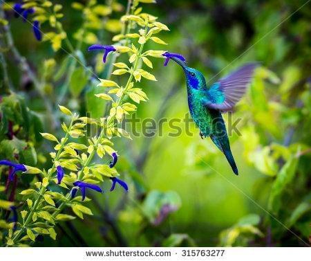 Зеленый колибри