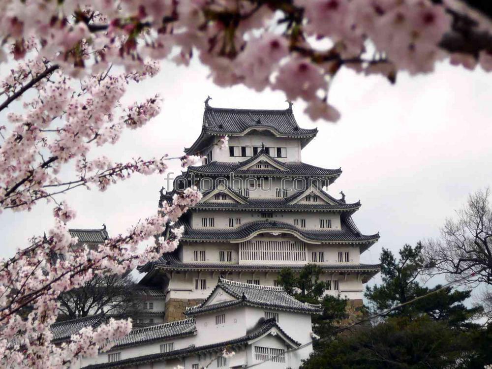 Японский замок во время цветения сакуры