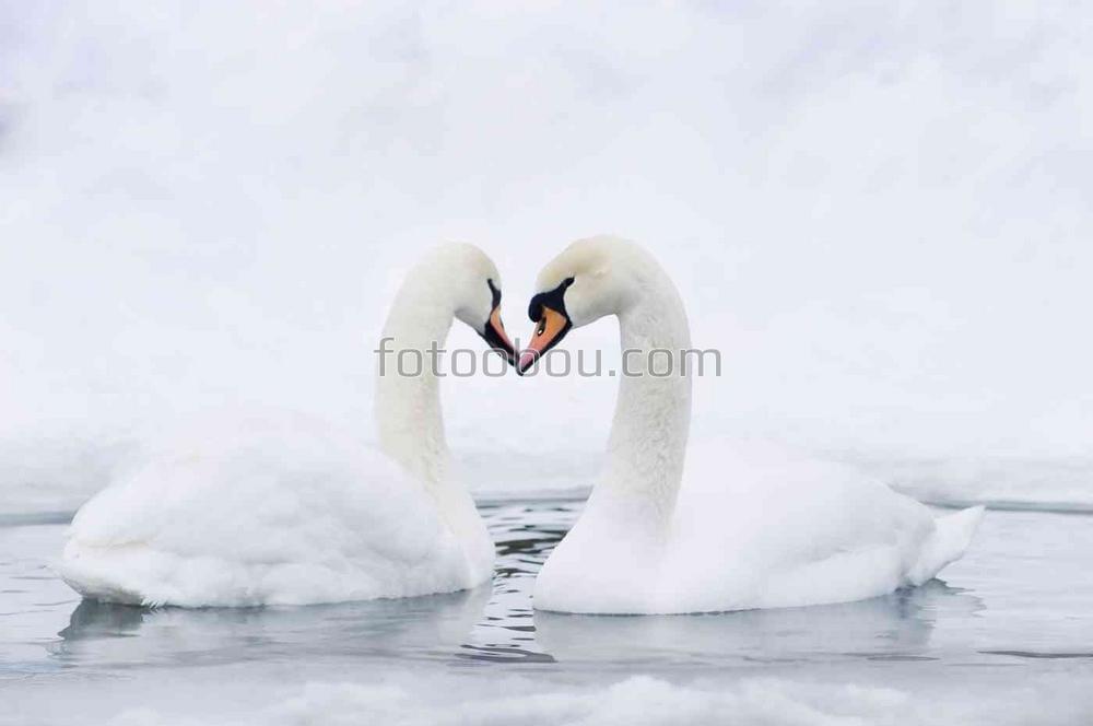 Сердце белых лебедей