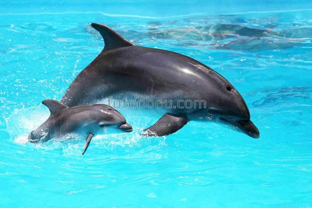 Дельфин и детенышь