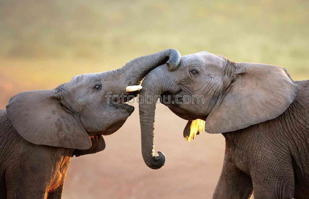 Игра двух слонов