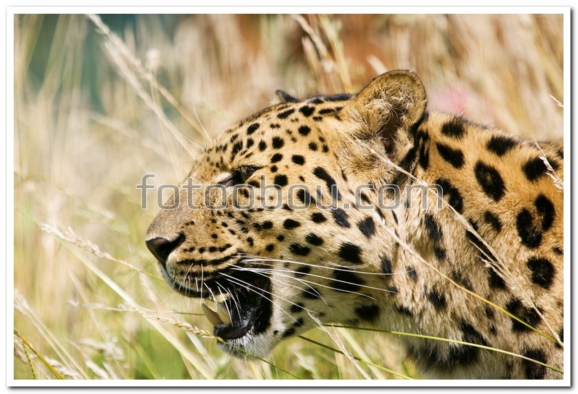 Рычание леопарда