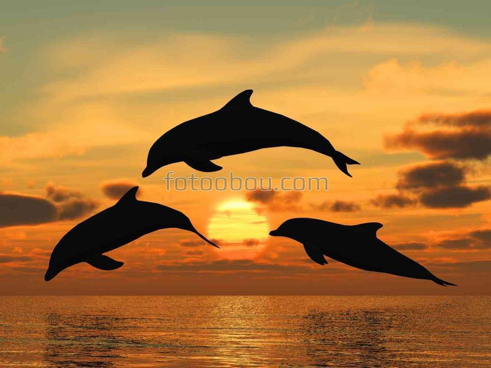 Дельфины на фоне солнца